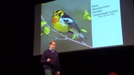 The Evolution of Beauty Richard Prum at TEDxYale