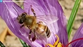 زنبور عسل میان گلهای زعفران کشت زعفران درمحمدیه قزوین