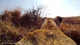 GoPro Lioness Hunts Down a Buck with Kevin Richardson