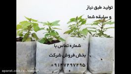 بادرنجبویه  نشاء بادرنجبویه