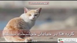 گربه ها در خیابان خوشبخت نیستند