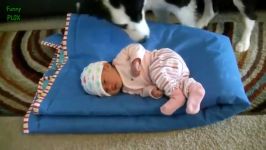 Cute Cats and Dogs Love Babies Compilation 2015