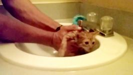 How to wash a Kitten without making it to scared