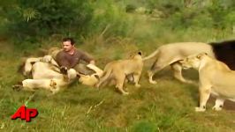 African Lions Accept Man As One of Their Own