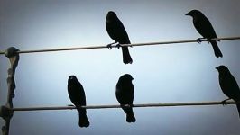 پرندگان بر روی سیم ... Birds on The Wires