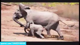 جنگ نبرد شکار فوق العاده دیدنی بین تمساح فیل