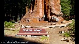 Sequoia  Ancient Race of Giants  Part 1