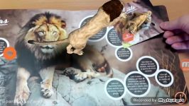 Augmented Reality Books Safari Animals World of Fairytales Paparmali