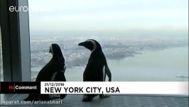 Penguins on sky high sightseeing tour of Big Apple