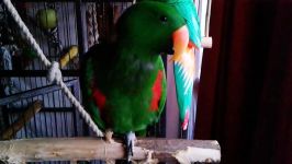 طوطی اکلکتوس Eclectus roratus