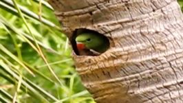 جوجه طوطی ملنگو Rose Ringed Parakeet