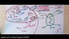 تبادل اکسیژن کربن دی اکسید