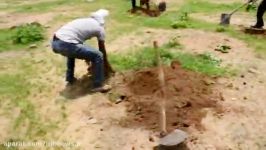 هند؛ کاشت 50 میلیون درخت در 24 ساعت