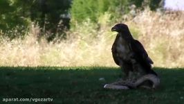 عقاب در برابر مار رسانه تصویری وی گذر