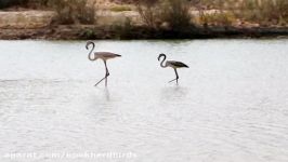 فلامینگوها بر روی رودخانه مهران Greater Flamingos