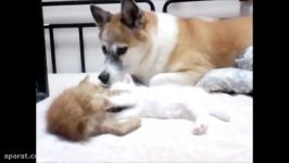 Funny Animals  Dogs And Cats Are In Love