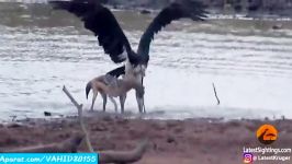 جنگ نبرد فوق العاده تماشایی روباه پرنده غولپیکر