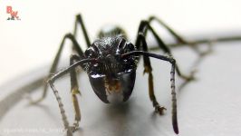 گزیده شدن توسط مورچه ای نام Bullet ant