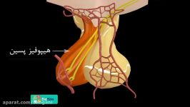 آشنایی غده هیپوفیز