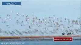 تالاب های گلستان میزبان پرندگان مهاجر سیبری