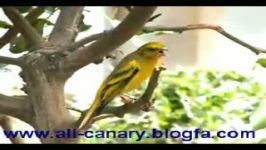 goldfinch سهره سبز