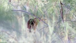 بوتیمار کوچک Little Bittern