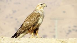 سارگپه پابلند Long legged Buzzard