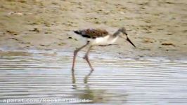 جوجه چوب پا Black winged Stilt chick