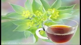 Health Benefits of Bupleurum Herb Tea