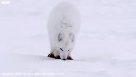 صحنه های بسیار زیبا شکار کردن روباه قطبی
