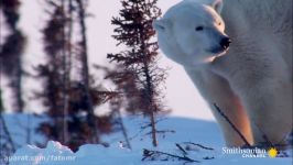 خرسهای قطبی توله هابا کیفیت HD