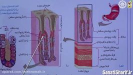 آموزش زیست دهم  فصل دوم  گوارش جذب مواد 5