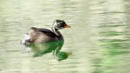 کشیم کوچک Little Grebe or Dabchick