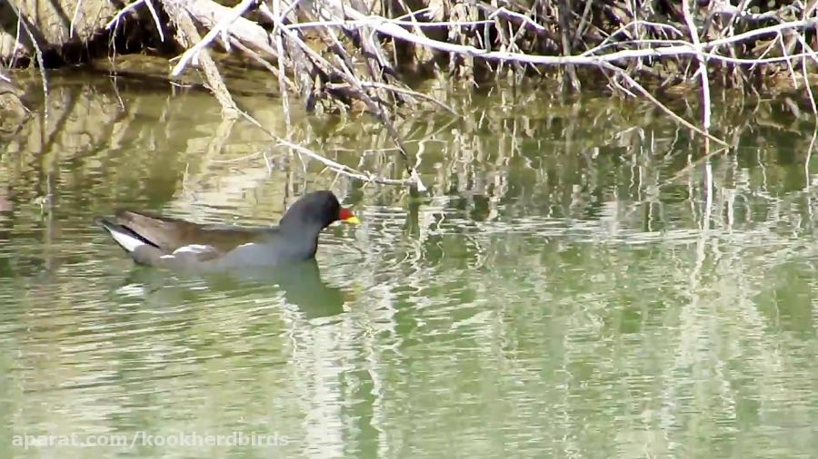 چنگر نوک سرخ چارخو Moorhen