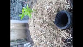 Wicking Barrel... Self watering container how to..