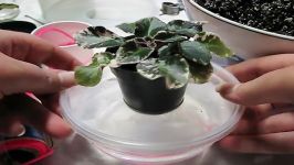 Wick Watering African Violets