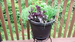 5 minute DIY Self Watering Container Garden  perfect for beginner gardeners and small spaces