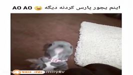 اخی سگه بلد نیست درست پارس کنه