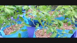 This is Incredible The Self Watering Grow Bag Grow System You got to see this