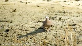 یاکریم Collared Dove