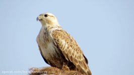 سارگپه پابلند Long legged Buzzard