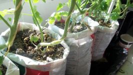 update #2 Make free DIY self watering grow bag for vegetable gardening