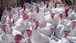 Turkey Day روز بوقلمون  www.Rasti.ir