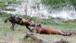 شکار بی رحمانه ایمپالا باردار توسط سگ وحشی