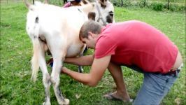 دوشیدن شیر خر در اروپا