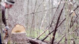 Felling a storm damaged Tulip Poplar with a crosscut saw