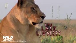 Lions the Best Hunters Ever Wildlife Documentary 2015