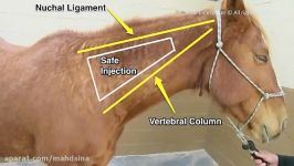 چگونگی تزریق یک آمپول عضلانی به اسب
