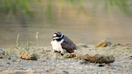 سلیم طوقی کوچک جوجه هایش Little Ringed Plover