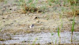 جوجه سلیم طوقی کوچک Little Ringed Plover Chick